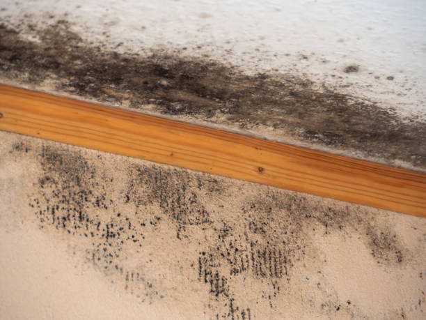 Best Industrial Mold Remediation  in Lake Park, IA