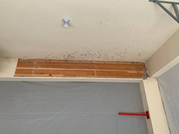 Best Basement Mold Removal  in Lake Park, IA